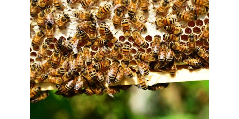 Świętuj Międzynarodowy Dzień Pszczół z Bee.pl – zadbaj o siebie i bliskich!
