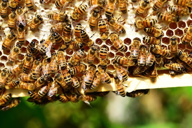 Świętuj Międzynarodowy Dzień Pszczół z Bee.pl – zadbaj o siebie i bliskich!